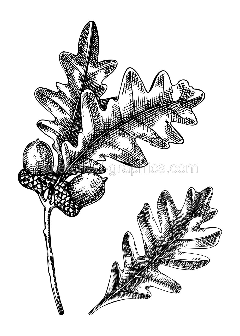 Decorative autumn leaf sketch. Oak tree foliage drawing. Hand drawn botanical element in sketched style. Sketched tree branch with fall leaves and acorns illustrations. For Thanksgiving day design. Illustration